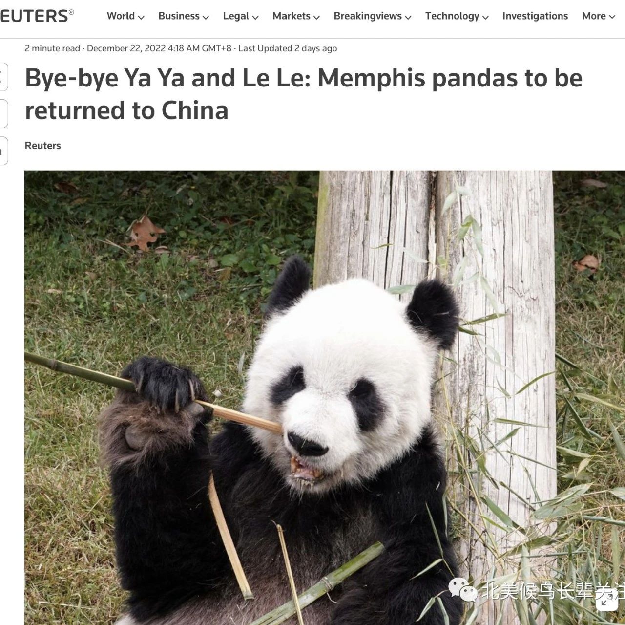 美国孟菲斯动物园宣布归还大熊猫丫丫和乐乐 -6park.com