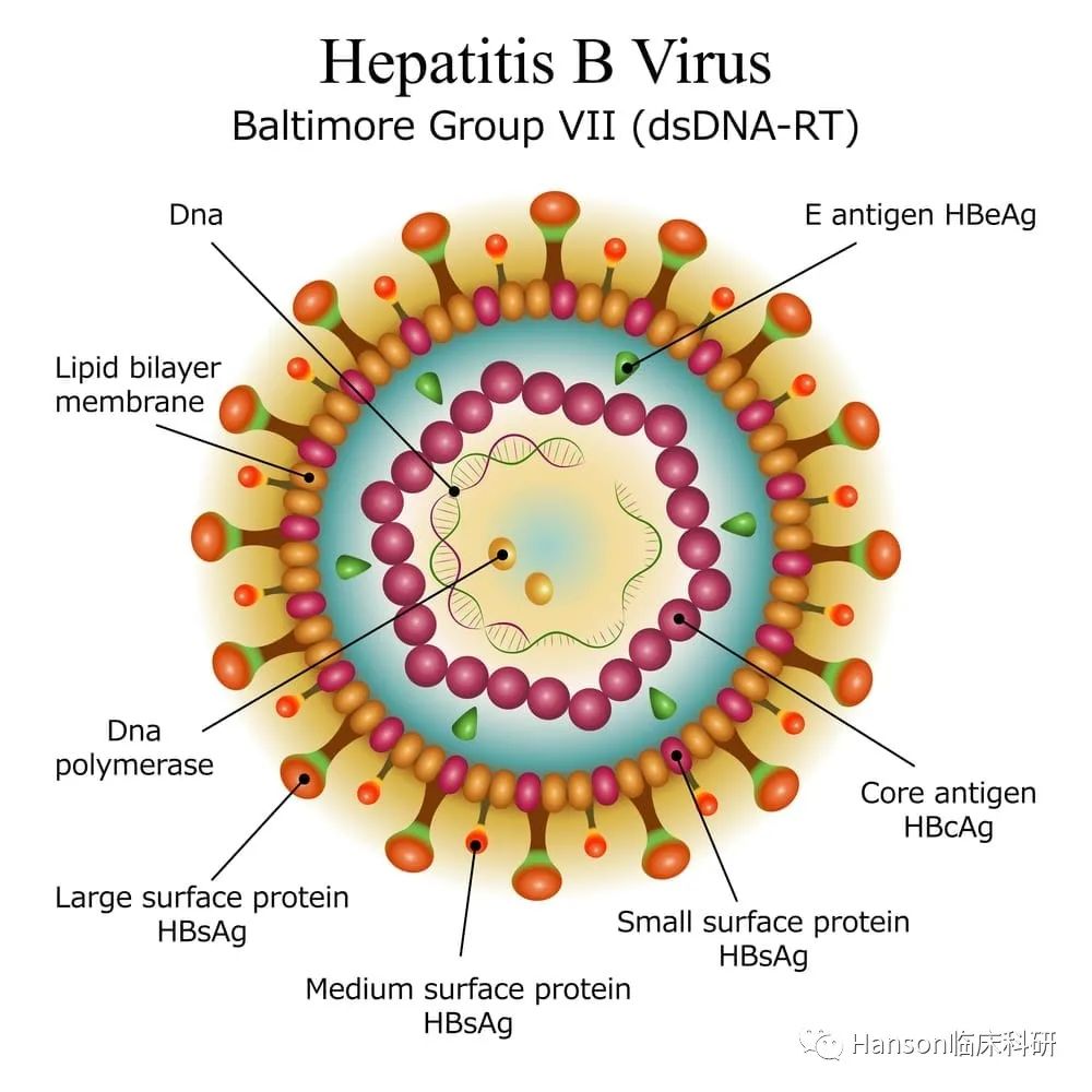 乙肝功能性治愈研究取得重要突破@GSK，Bepirovirsen | Redian News