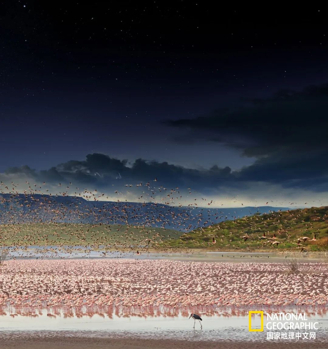 Sandhill Crane  National Geographic